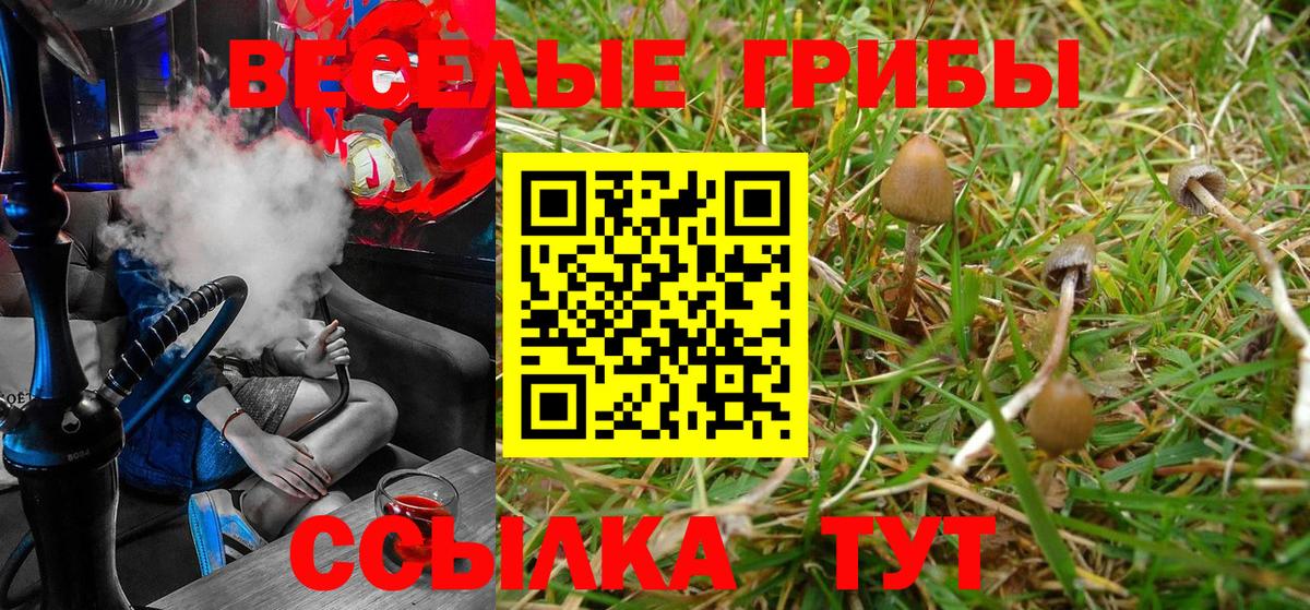 Псилоцибиновые грибы Psilocybe Коммунар